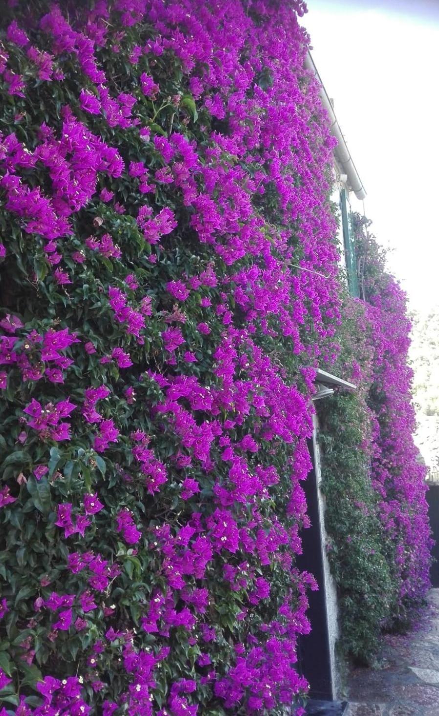 La Bouganvilla Porto Venere Dış mekan fotoğraf